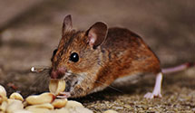 24 Hour & Emergency Exterminators in Winfield, PA